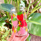 STRAWBERRY GLASS CUP